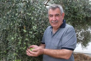alanyada zeytin hasadi basladi rekolte yuzde 40 d dustu k3zUryRp.jpg