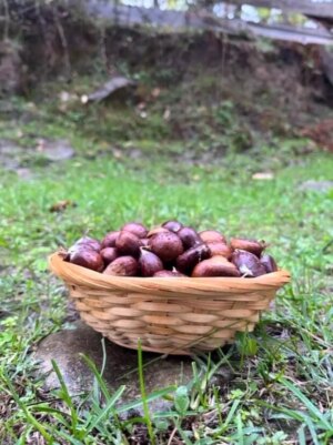 sinopta kestane sezonu basladi gelenegi yasatiyorlar fKeDG8Z8.jpg