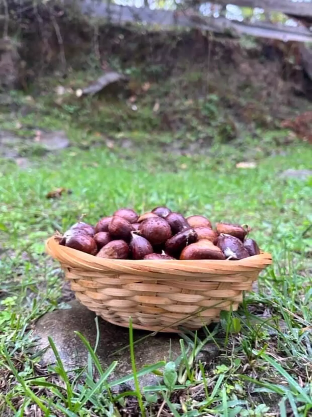 sinopta kestane sezonu basladi gelenegi yasatiyorlar fKeDG8Z8.jpg