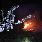 demircide-badem-ureticileri-don-nobetinde-78hrxPPe