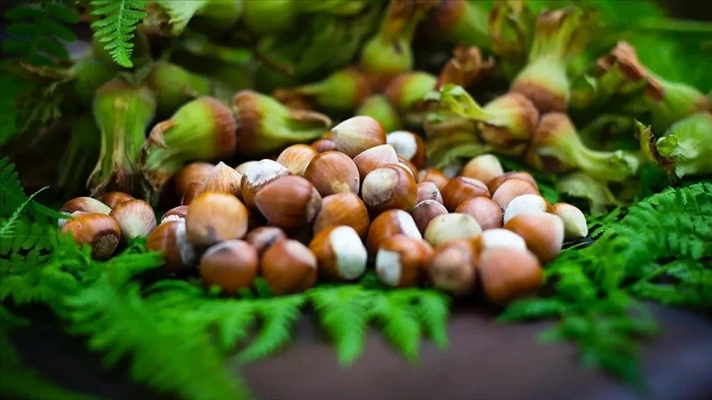 Giresun Yağlı Fındığının Kısırlık Üzerindeki Etkileri Araştırıldı