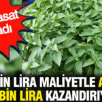 120 bin lira maliyetle aylik 150 bin lira kazandiriyor dev hasat basladi jfO9FTLy