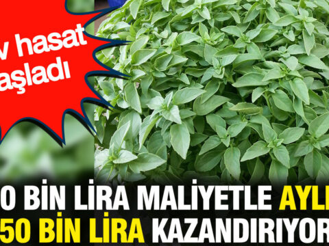 120 bin lira maliyetle aylik 150 bin lira kazandiriyor dev hasat basladi jfO9FTLy