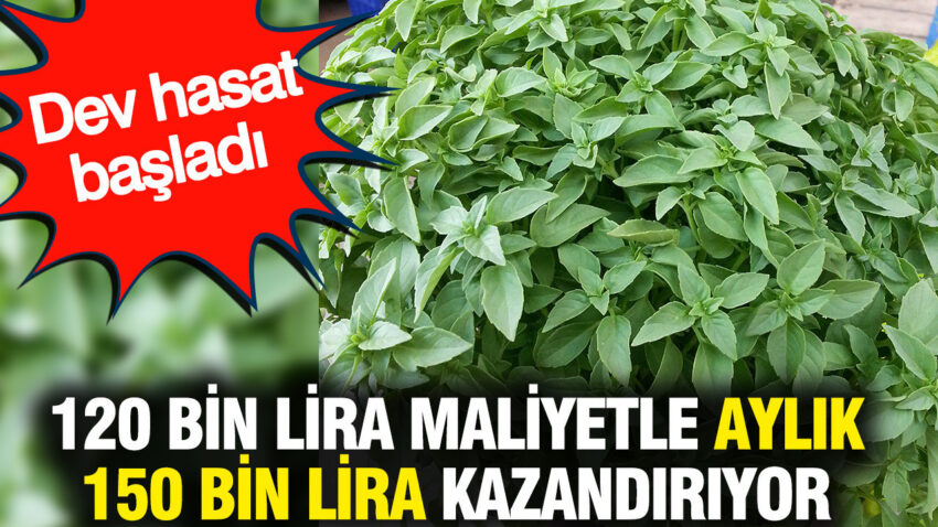 120 bin lira maliyetle aylik 150 bin lira kazandiriyor dev hasat basladi jfO9FTLy